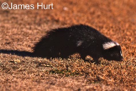 striped skunk state  tennessee wildlife resources agency