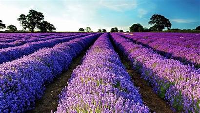 Purple Flower Background Field Wide Lavender Flowers
