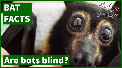 Are Bats Blind All You Need To Know Pet Rescue Blog