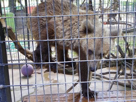 Wild Animal Safari Strafford Missouri Brown Bear Dustin Holmes