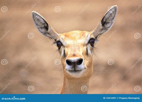 Cute Young Deer Or Antelope From A Safari Zoo Stock Image Image Of