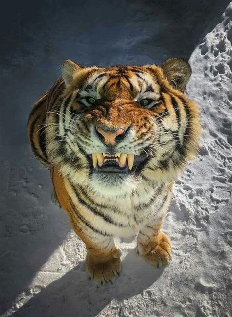 Tiger Smiling For The Camera 9gag Animals And Pets Baby Animals