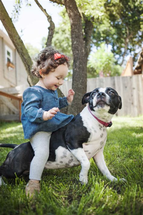 Happy Baby Girl Sitting On Dog In Backyard Stock Photo