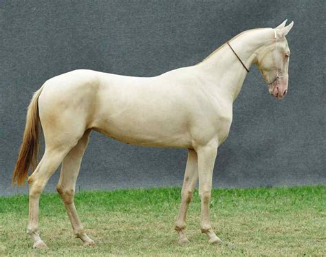 Horse Breed Akhal Teke