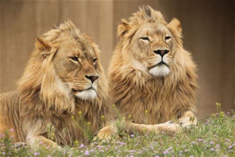 This is a simple randomized, clinical pearl and mackenzie refer to harari, and add that the creation of the lion man is the precursor of. African Lion | Utah's Hogle Zoo