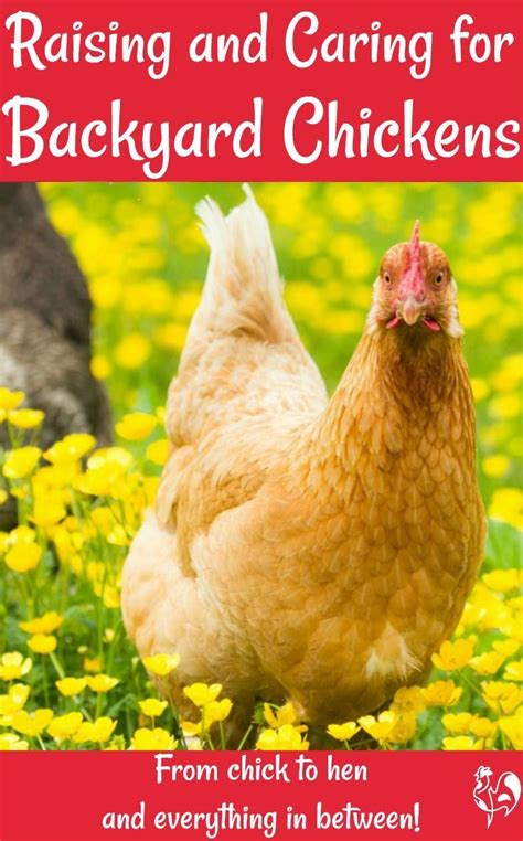 raising happy healthy backyard chickens is fun if you ve ever thought of adding some hens t