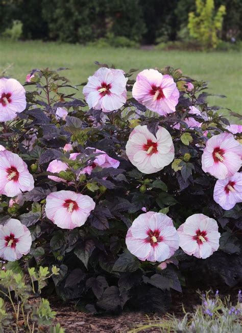 Are there any deer resistant spring flowering bulbs? Summerific® 'Perfect Storm' - Rose Mallow - Hibiscus ...