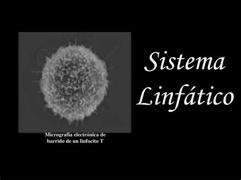 PPT Sistema Linfático PowerPoint Presentation free download ID 6460447