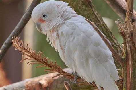 Top 10 Most Beautiful White Birds Depth World