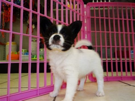 Friendly Black And White Papillon Puppies For Sale In