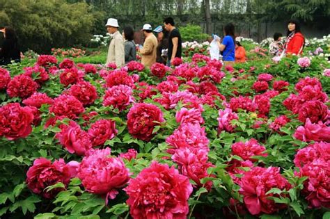 The 36th Chinese Luoyang Peony Culture Festival