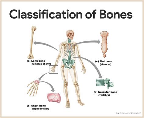 Skeletal System Anatomy And Physiology Nurse Stuff And Nursing Students