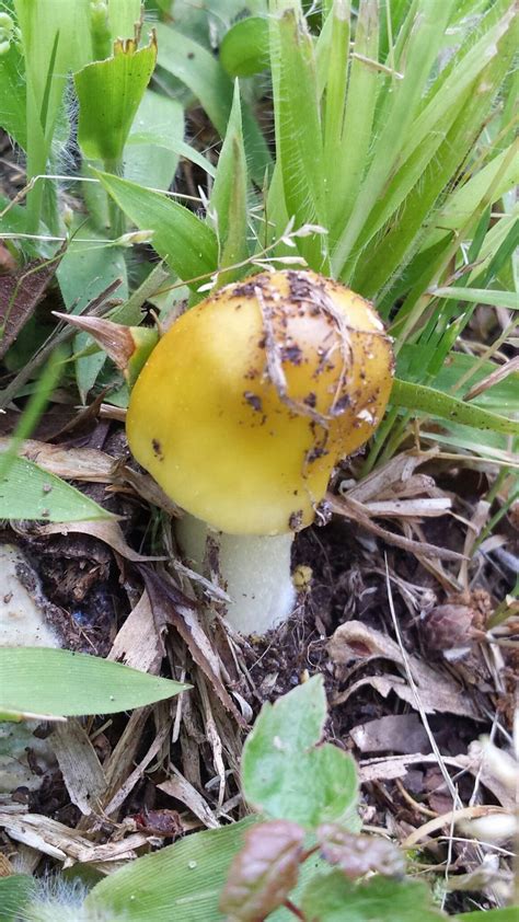 Strange Yellow Mushrooms In My Backyard Yellow Mushroom Stuffed Mushrooms Backyard
