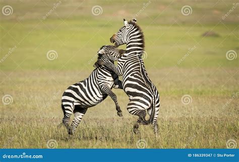 Two Male Zebra Fighting On Green Plains In Masai Mara Kenya Stock Image