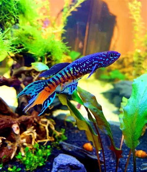 Most Colorful Freshwater Fish Logholoser
