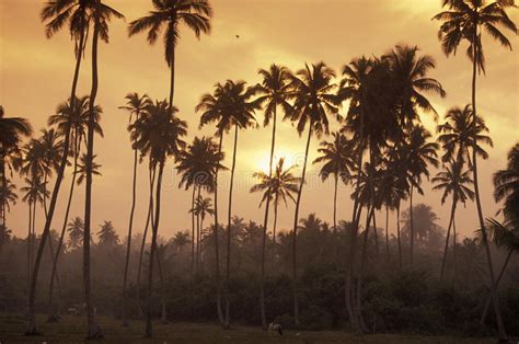 Sri Lanka Hikkaduwa Coconut Plantation Stock Image Image Of