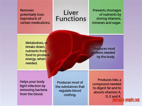 Signs Of Liver Damage Symptoms To Know Pharmacy Best