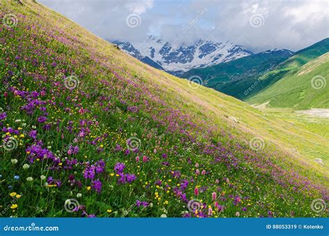 Summer Landscape With Blossoming Mountain Valley In Georgia Stock Image