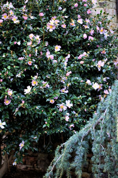 When the camellia blooms tüm bölümleri hd kalitede ve altyazılı olarak izlemeniz için hazır. Camellia sasanqua… a Fall Southern Classic - The Graceful ...