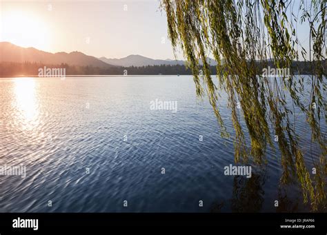 West Lake Hangzhou Willow Hi Res Stock Photography And Images Alamy