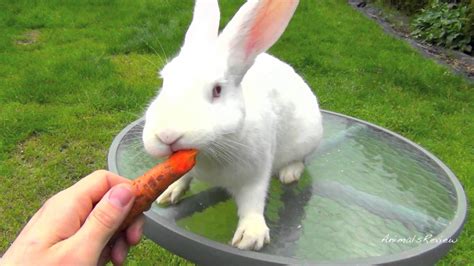 New Zealand White Bunny Rabbit Eating Carrot Rabbit Pictures Rabbit
