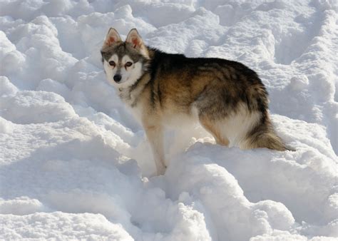 Alaskan Klee Kai Dog Breed Information - The Ultimate Guide | Breed Advisor