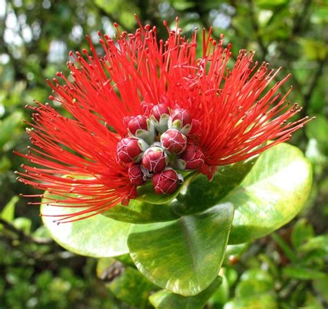 Red Pua Lehua Or Ohia Blossom Official Flower Of The Big Island