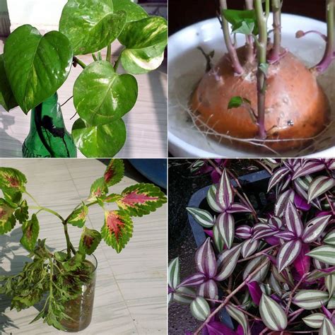 8 Best Indoor Plant Grow In Water Water Garden Plants Growing