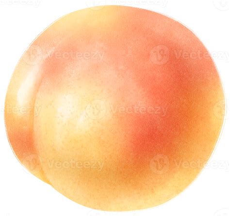 Apricot Fruit Watercolor Illustration 9661219 Png