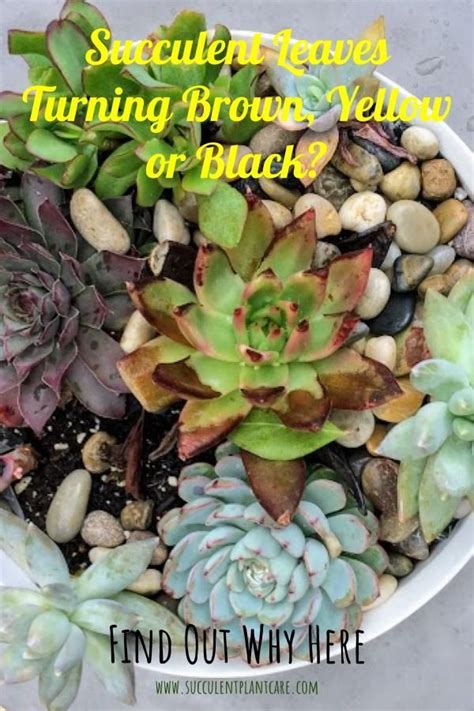 In fact, to a certain extent, they can be. Leaf Discoloration on Succulents? Find Out Why Succulent ...