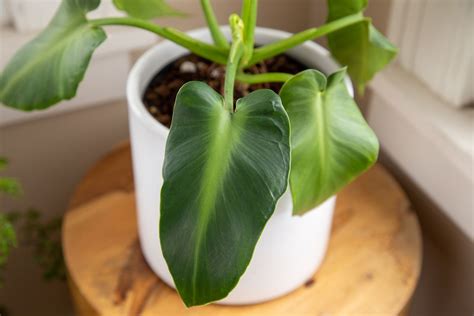 C Mo Cultivar Y Cuidar El Philodendron Rugosum Besthome