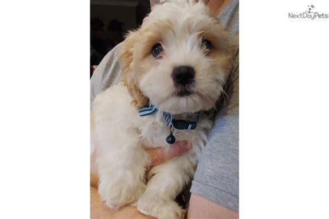 We hope you will find the cutest and adorable puppy here that makes you happy for life. Jason: Cavapoo puppy for sale near Birmingham, Alabama. | 46cbde38-6cb1