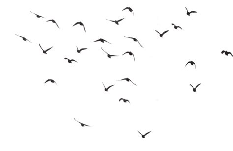 Flying Bird Png Download Image Png All Png All