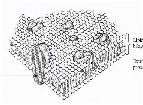 Singer Nicolsons Fluid Mosaic Model Of A Plasma Membrane The