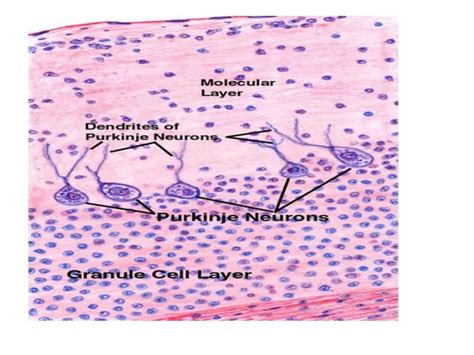 Histology Of Cerebellum And Cerebrum