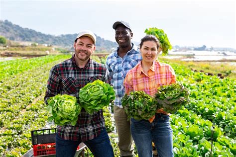 Happy Agricultural Workers Posing With Harvested Lettuce On Field Stock Photo Image Of
