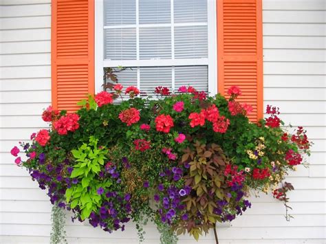 How To Plant A Rockin Window Box Garden And Outdoors Window Box