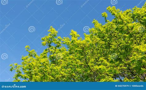 Green Leaves Against A Blue Sky Stock Image Image Of Branch