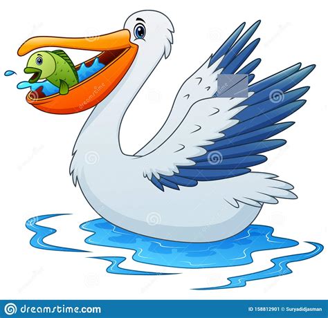 Pelican Animal Cartoon Eating A Fish On Water Stock Vector