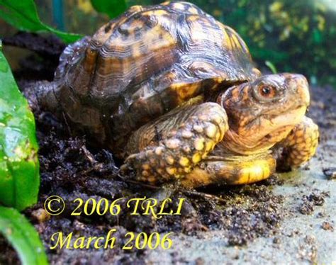 (a deciduous forest have trees and shrubs that shed their leaves seasonally, while a for instance, wild eastern box turtles are unlikely to encounter kiwi fruit since that fruit is native to another part of the word, but they will still do nicely on. Eastern box turtle