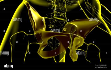 3d Hip Joint High Resolution Stock Photography And Images Alamy
