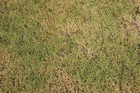Is Your Lawn Turning Brown The Grass Outlet Texas