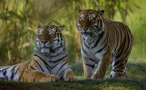 Free Download Hd Wallpaper A Couple Tigers Wild Cat Wallpaper Flare