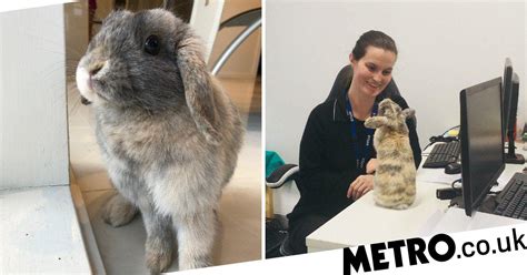 Teacher Takes Her Rabbit Best Friend Everywhere She Goes Metro News