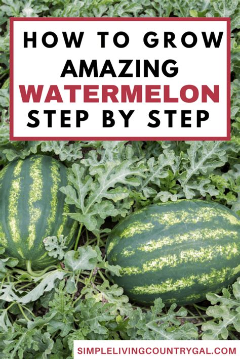 How To Grow Watermelon For Beginners Simple Living Country Gal