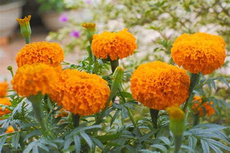 Marigold Flowers Plant Orange Free Photo On Pixabay Pixabay