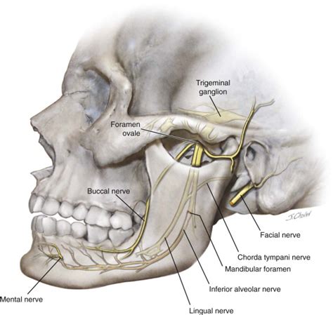 Anterior Alveolar Nerve