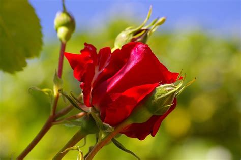 Red Rose Flower Free Photo On Pixabay Pixabay