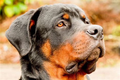Profile Rottweiler Dog Portrait Stock Photo Image Of Mahogany Fast