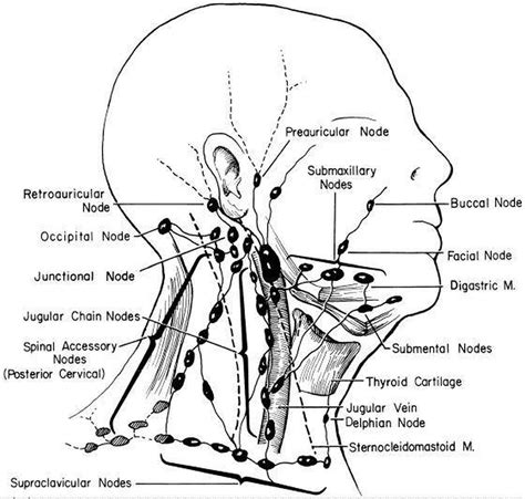 Awasome Head Lymph Nodes Diagram References Bigmantova
